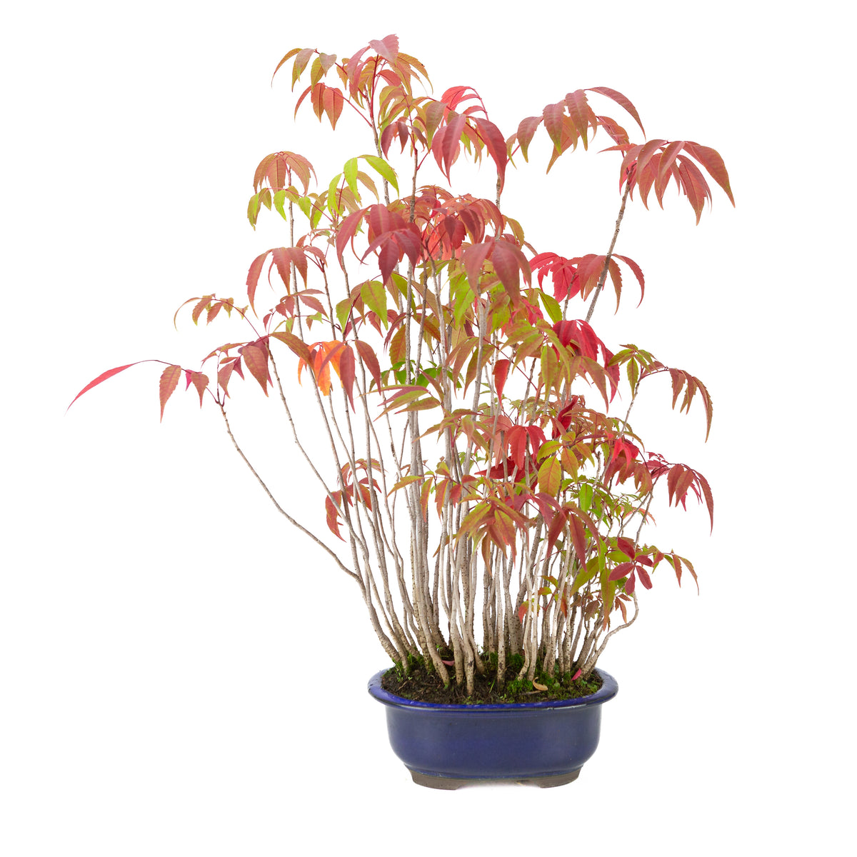 Rhus succedanea (Rhus verniciflua) pot ovale bleu, hauteur ~47cm