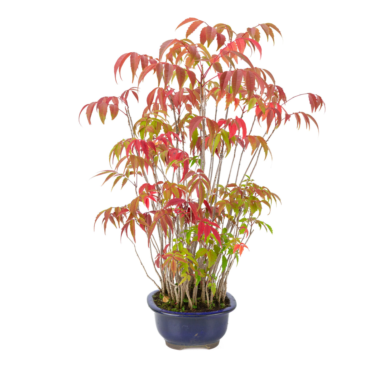 Rhus succedanea (Rhus verniciflua) pot ovale bleu, hauteur ~47cm