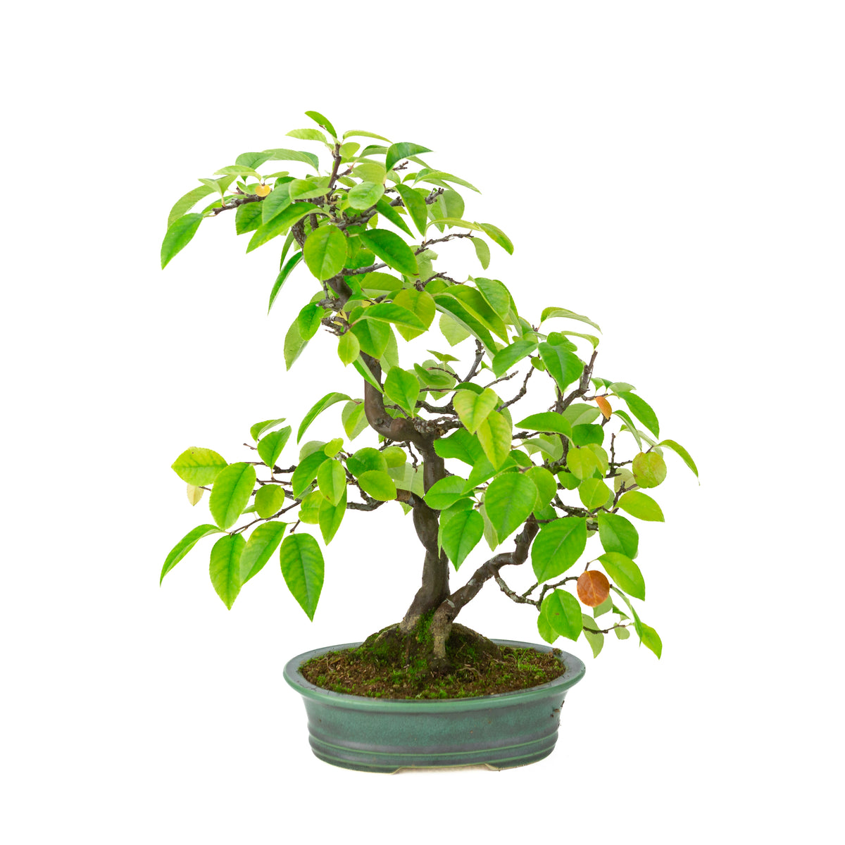 Chaenomeles sinensis (cognassier de Chine) pot ovale vert, hauteur ~43 cm