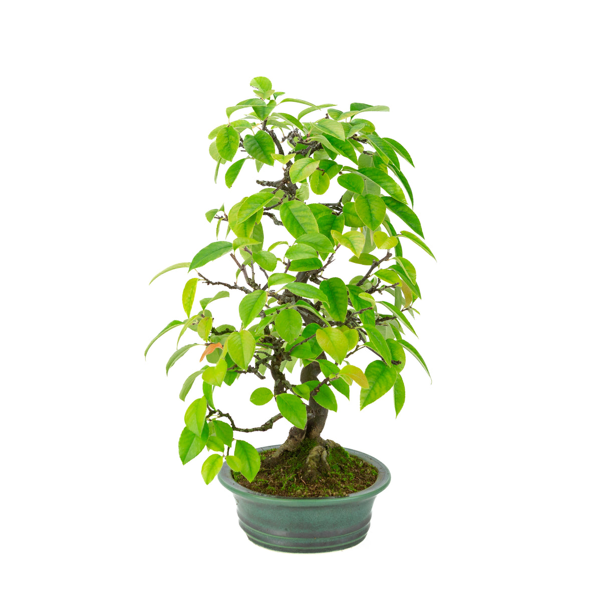 Chaenomeles sinensis (cognassier de Chine) pot ovale vert, hauteur ~43 cm