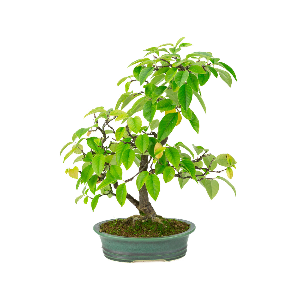 Chaenomeles sinensis (cognassier de Chine) pot ovale vert, hauteur ~43 cm