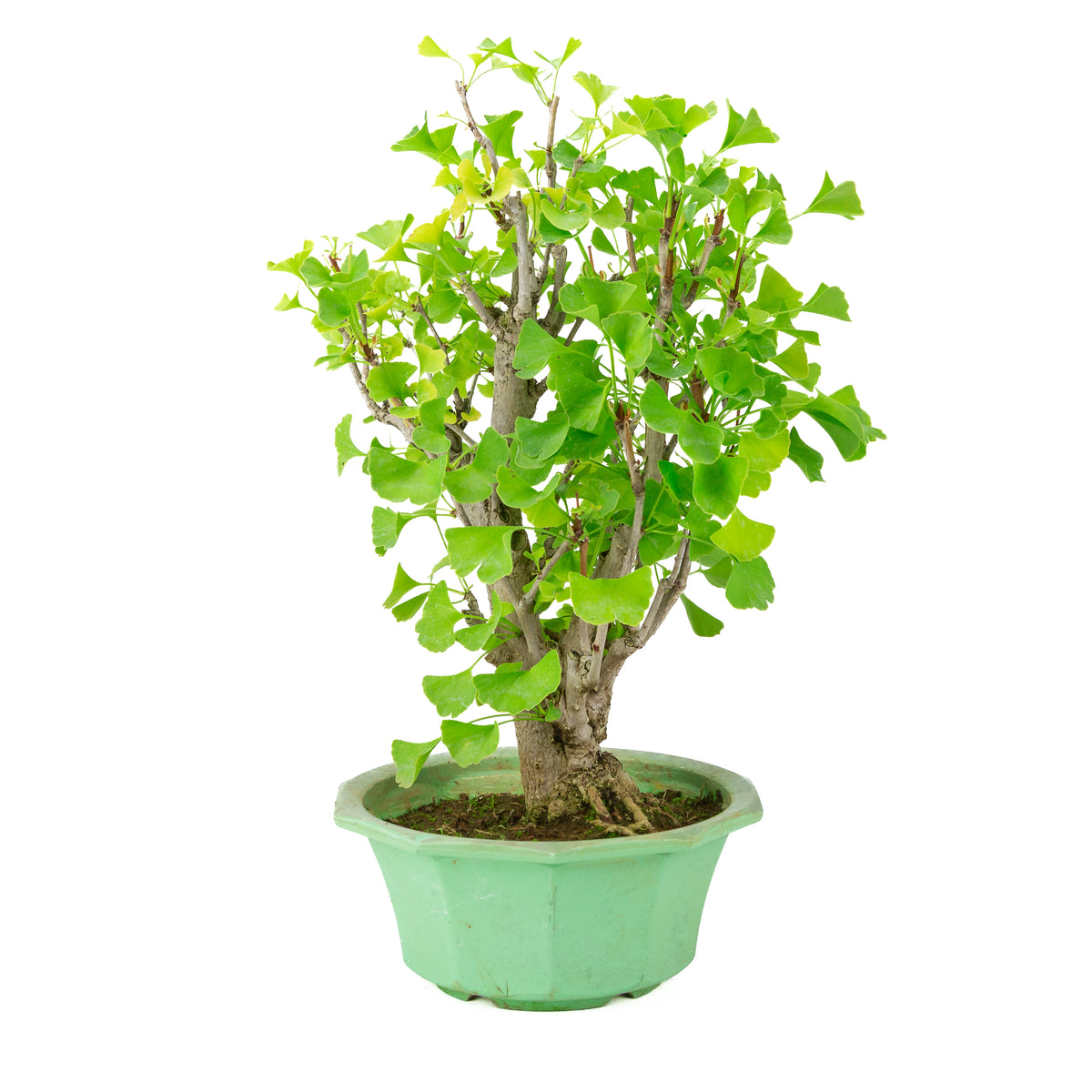 Ginkgo biloba (arbre aux quarante écus) dans un pot en plastique vert, hauteur ~50 cm
