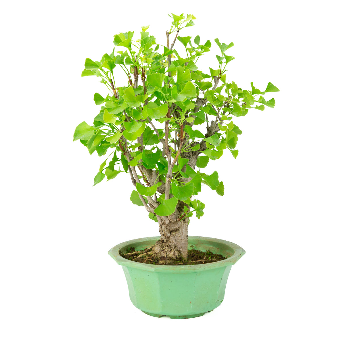Ginkgo biloba (arbre aux quarante écus) dans un pot en plastique vert, hauteur ~50 cm