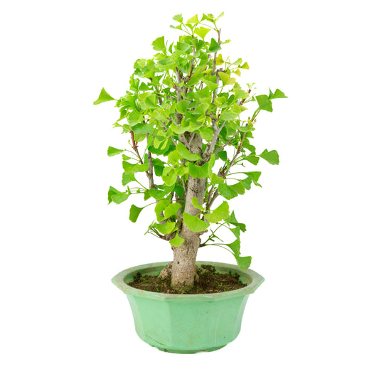 Ginkgo biloba (arbre aux quarante écus) dans un pot en plastique vert, hauteur ~50 cm