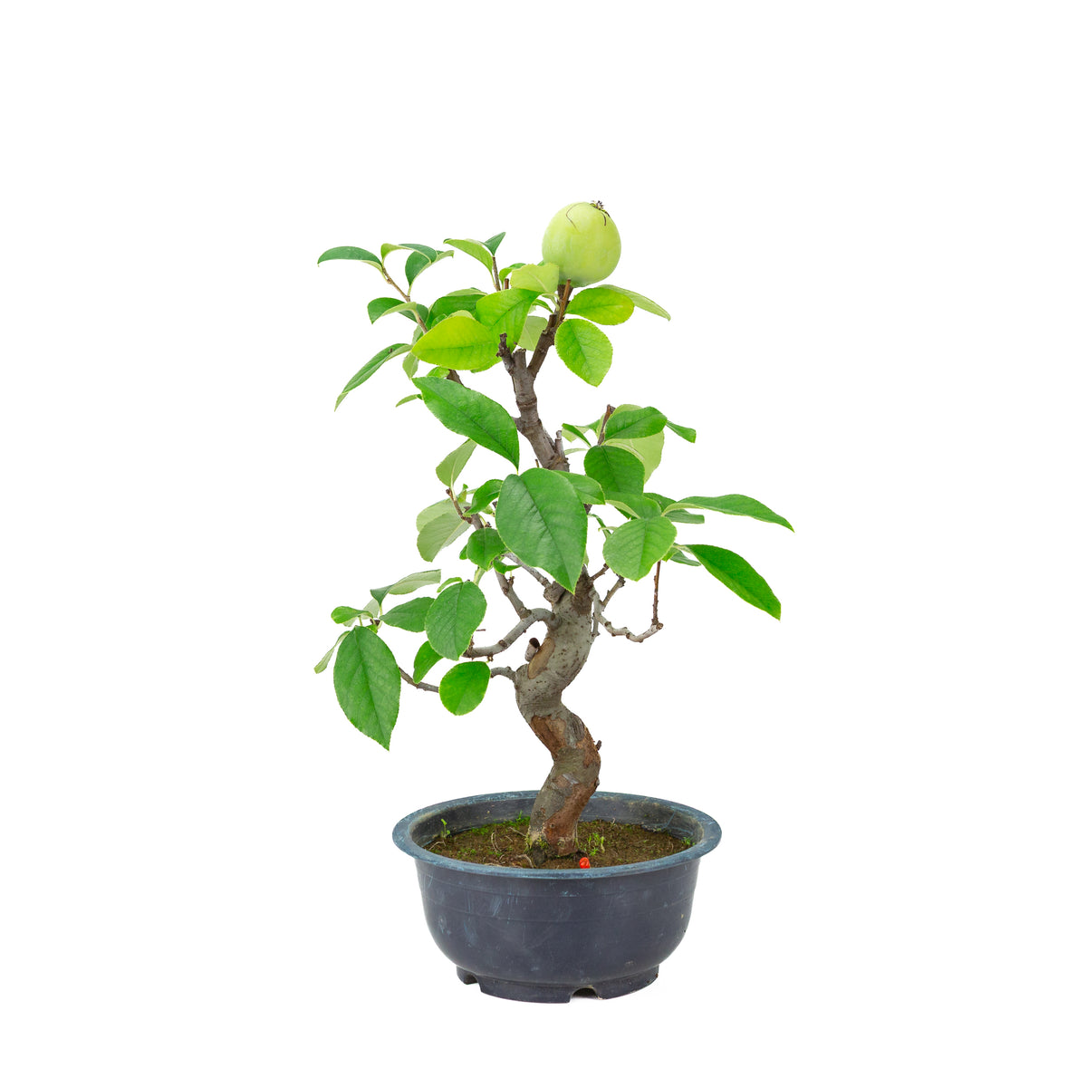 Chaenomeles sinensis (cognassier de Chine) pot en plastique bleu, hauteur ~39 cm