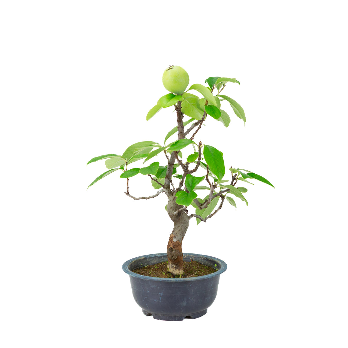 Chaenomeles sinensis (cognassier de Chine) pot en plastique bleu, hauteur ~39 cm