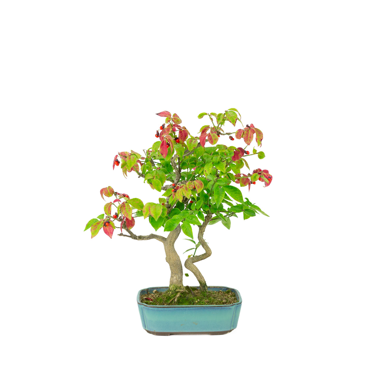 Euonymus alatus (Fusain ailé), pot rectangulaire bleu, hauteur ~34cm