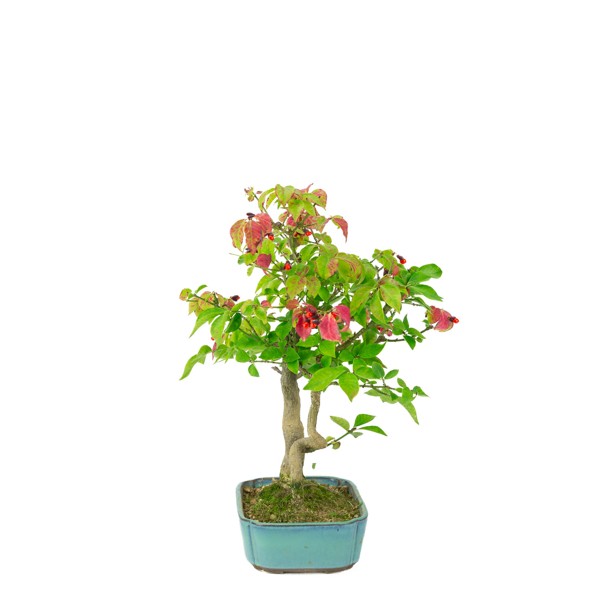 Euonymus alatus (Fusain ailé), pot rectangulaire bleu, hauteur ~34cm