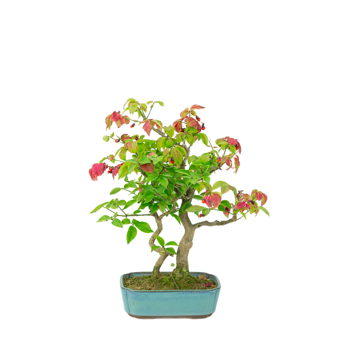 Euonymus alatus (Fusain ailé), pot rectangulaire bleu, hauteur ~34cm