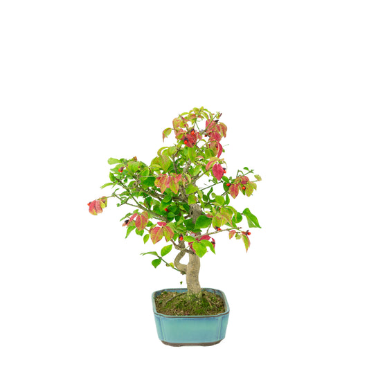 Euonymus alatus (Fusain ailé), pot rectangulaire bleu, hauteur ~34cm