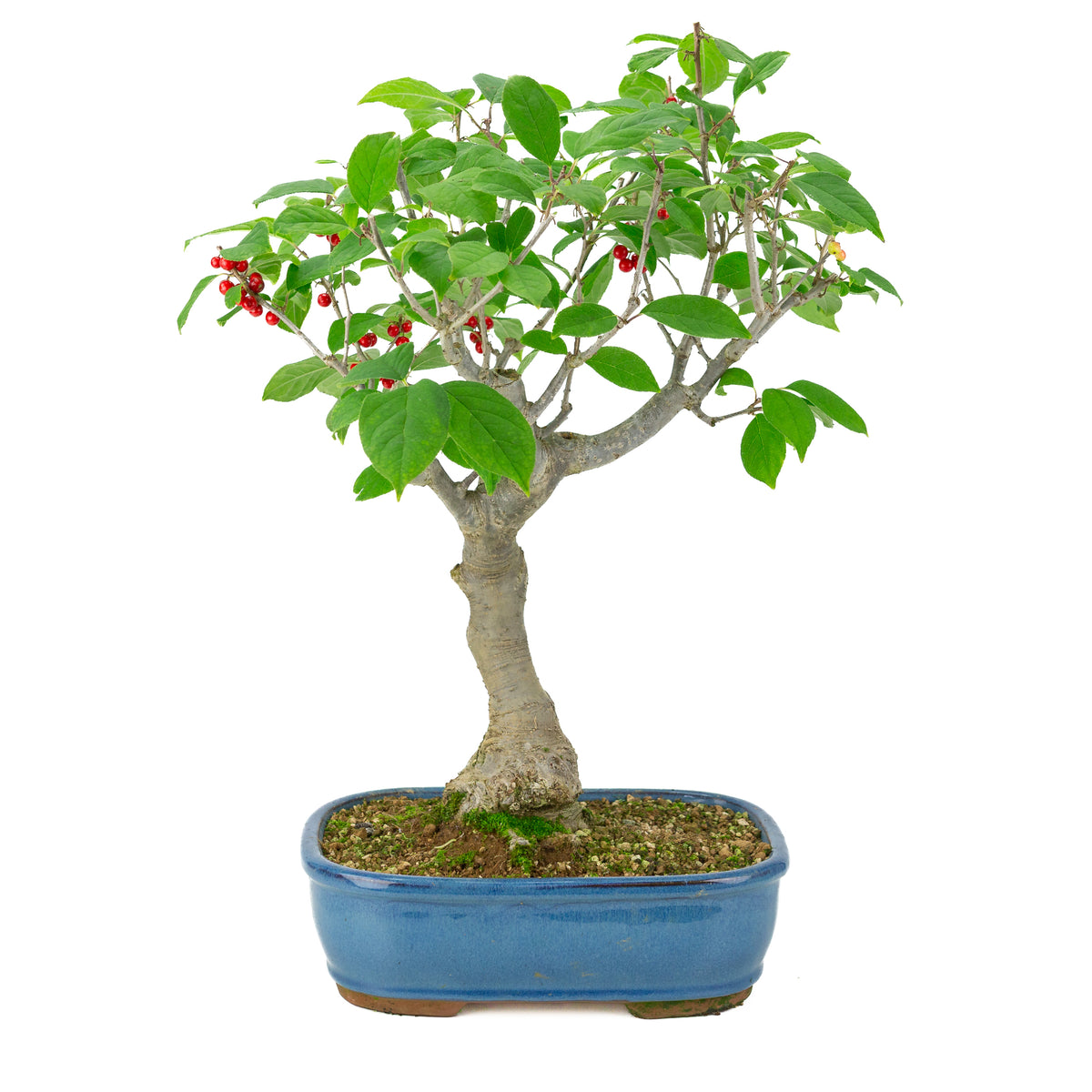 Ilex serrata pot rectangulaire bleu, hauteur ~50cm