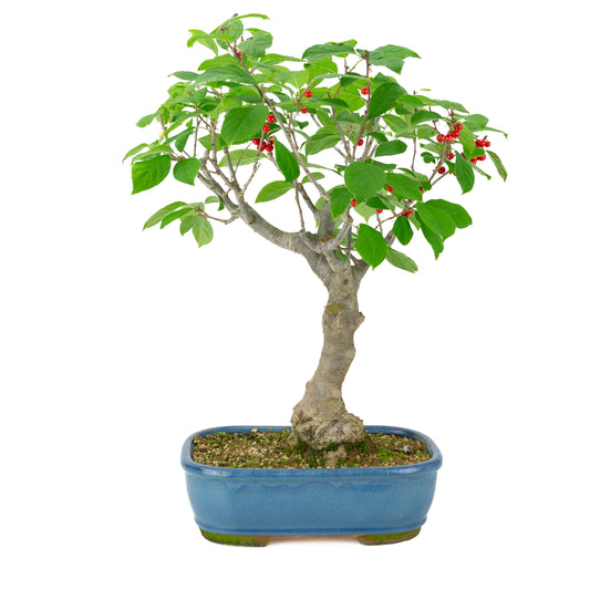 Ilex serrata pot rectangulaire bleu, hauteur ~50cm