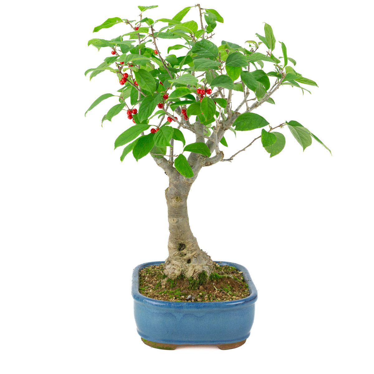 Ilex serrata pot rectangulaire bleu, hauteur ~50cm