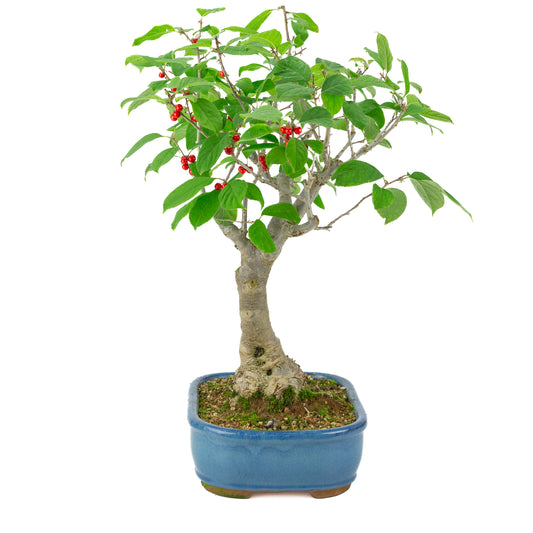 Ilex serrata pot rectangulaire bleu, hauteur ~50cm