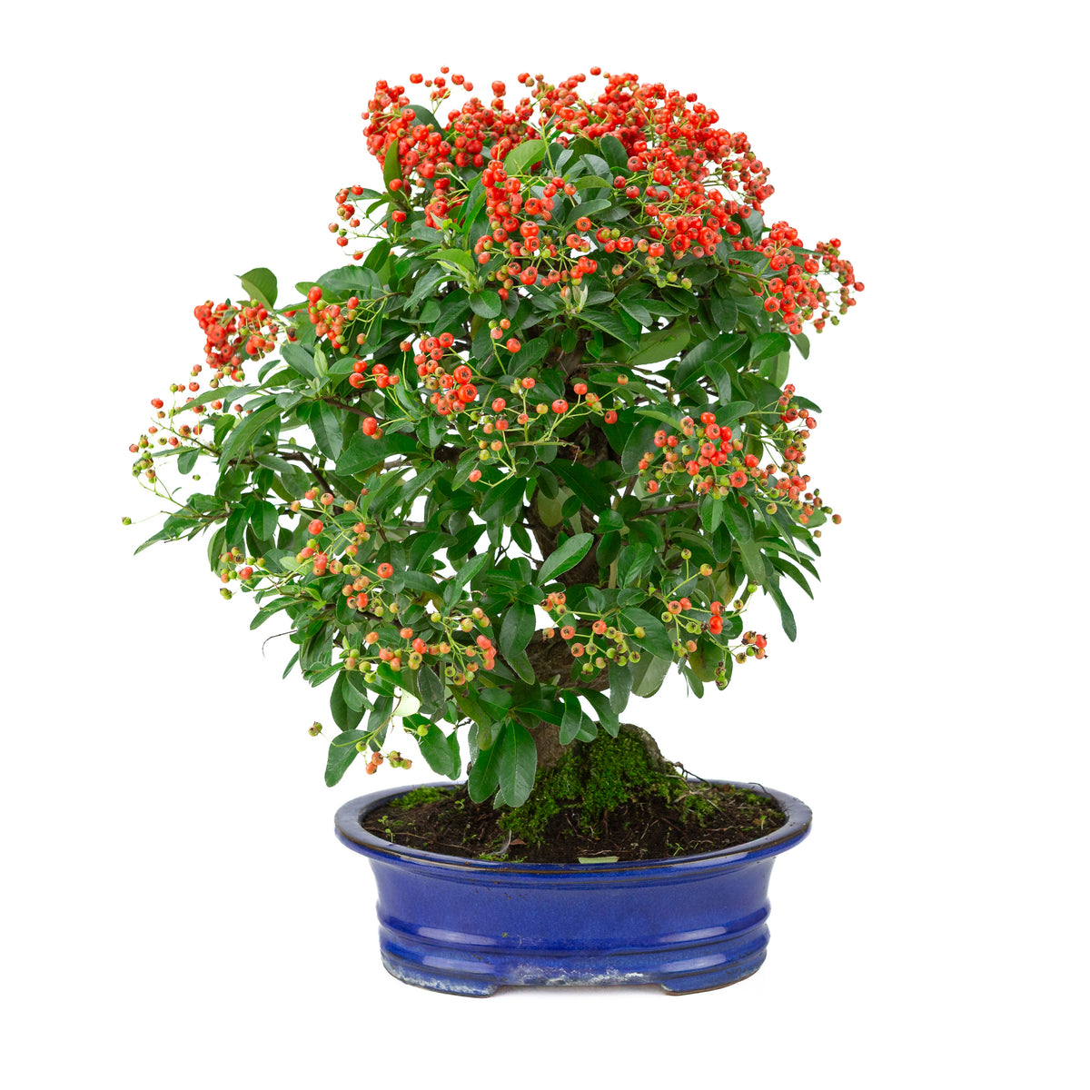 Pyracantha angustifolia (Buisson ardent) pot ovale bleu, hauteur ~48cm