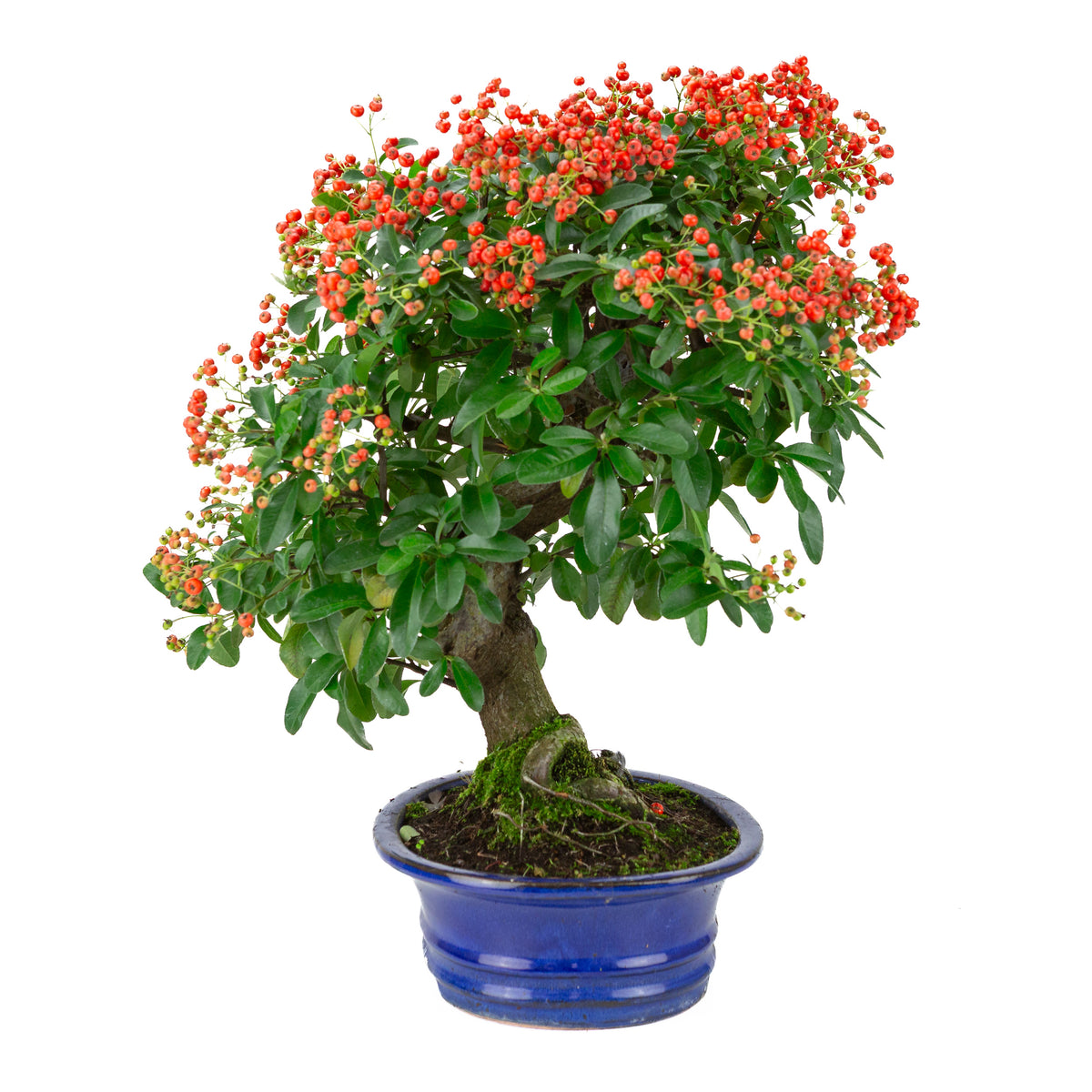 Pyracantha angustifolia (Buisson ardent) pot ovale bleu, hauteur ~48cm