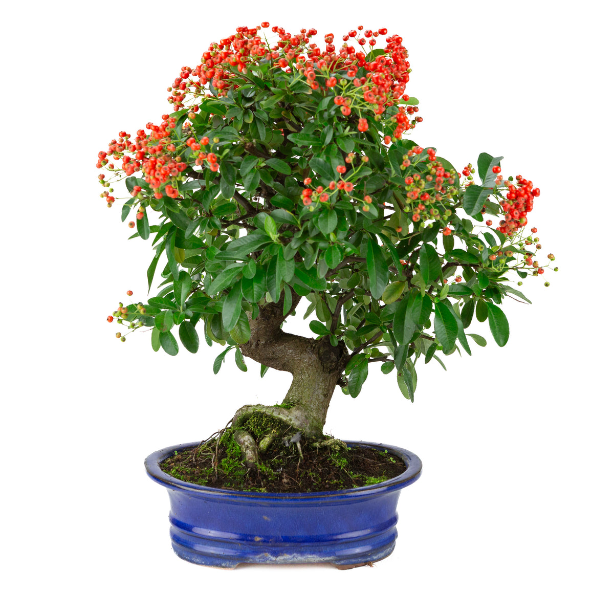 Pyracantha angustifolia (Buisson ardent) pot ovale bleu, hauteur ~48cm