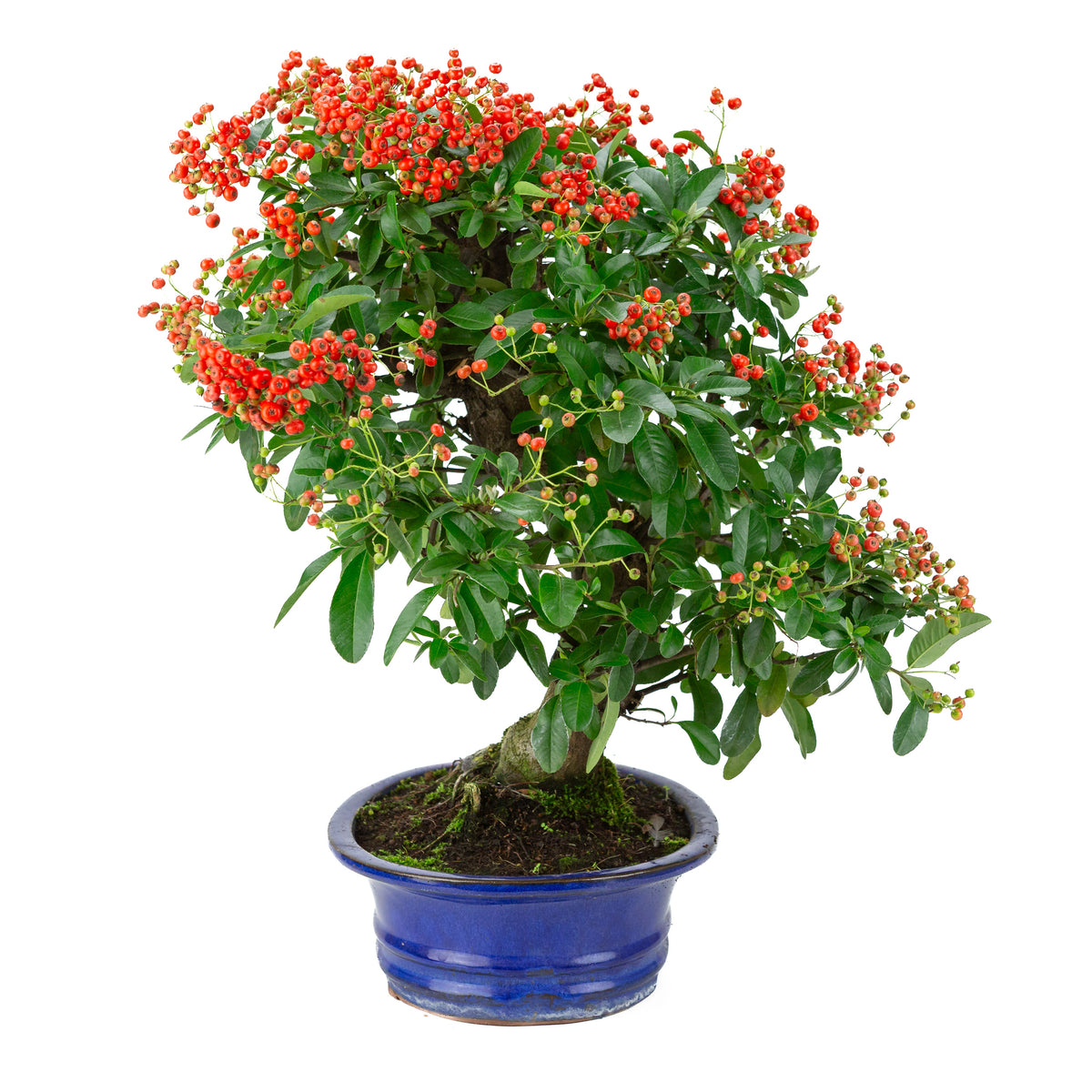 Pyracantha angustifolia (Buisson ardent) pot ovale bleu, hauteur ~48cm