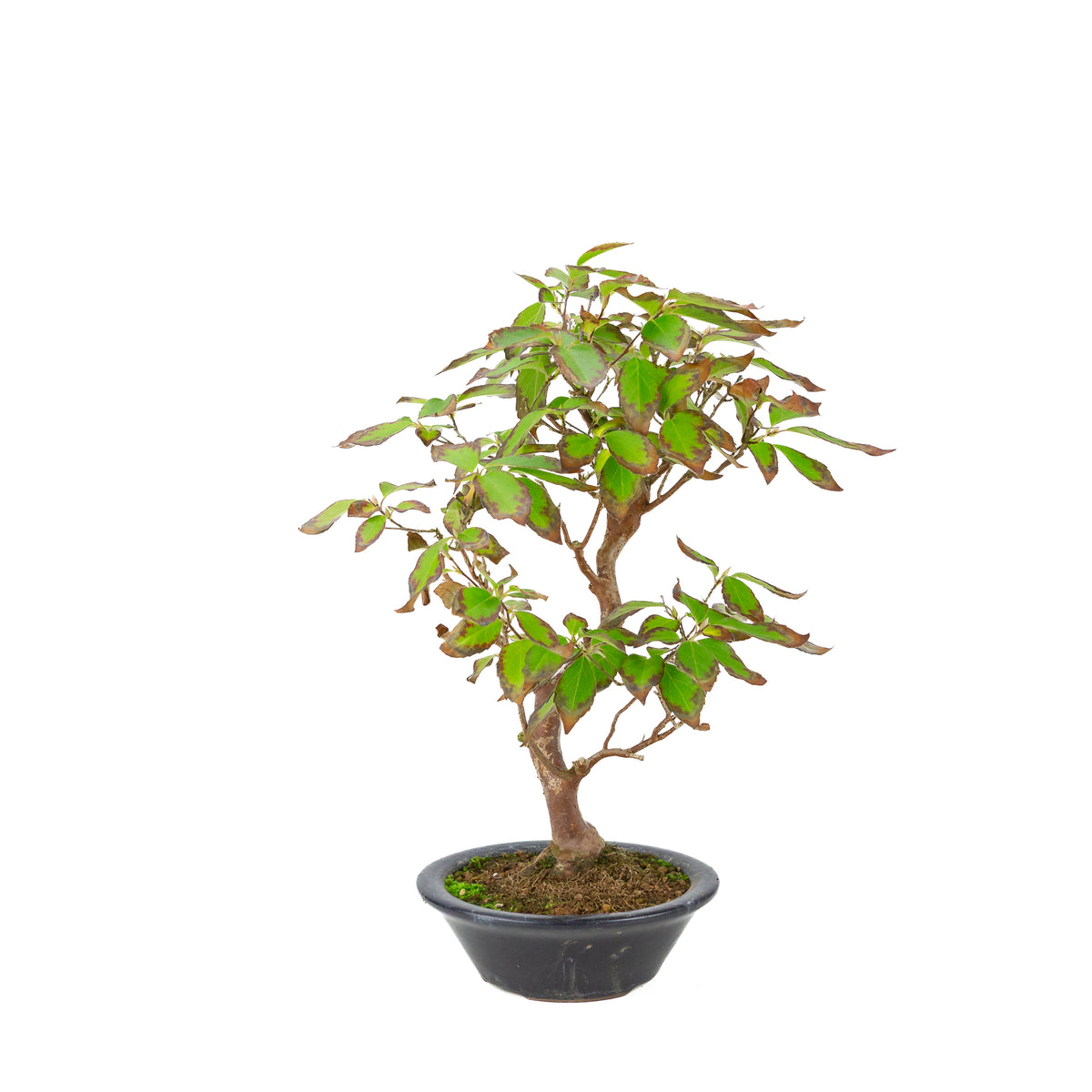 Stewartia monodelpha (Camélia de Stewart) pot rond bleu foncé, hauteur ~37cm