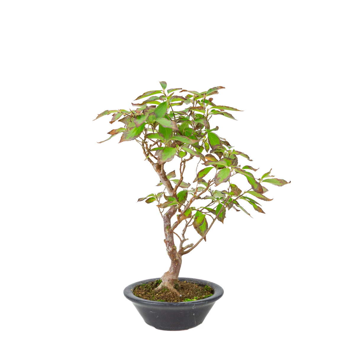 Stewartia monodelpha (Camélia de Stewart) pot rond bleu foncé, hauteur ~37cm