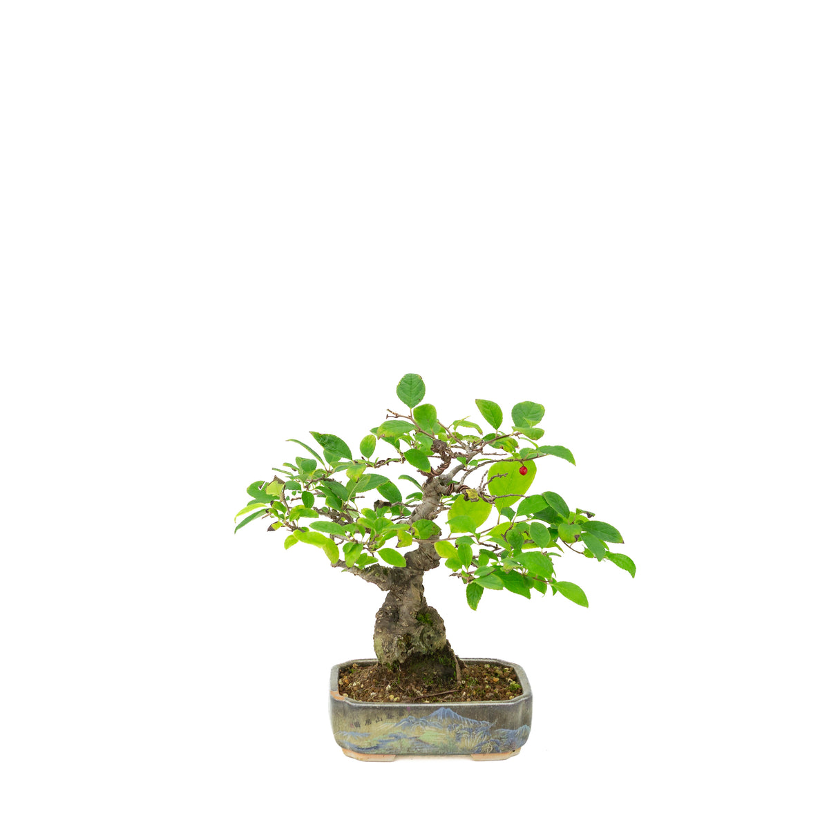 Ilex serrata dans un pot peint, hauteur ~25 cm