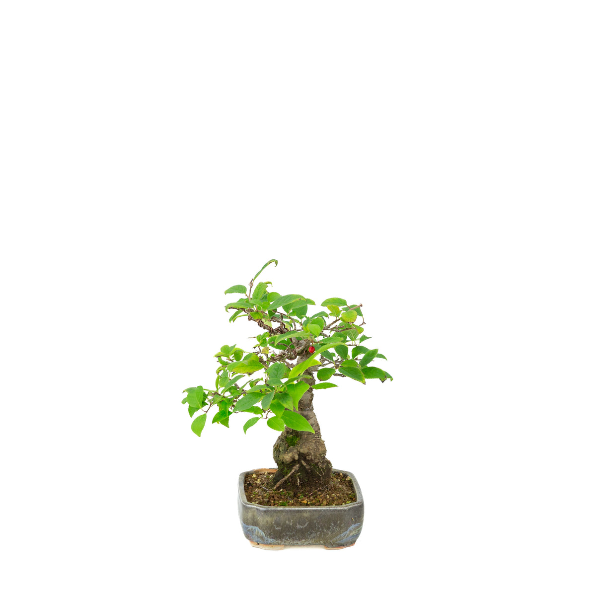 Ilex serrata dans un pot peint, hauteur ~25 cm