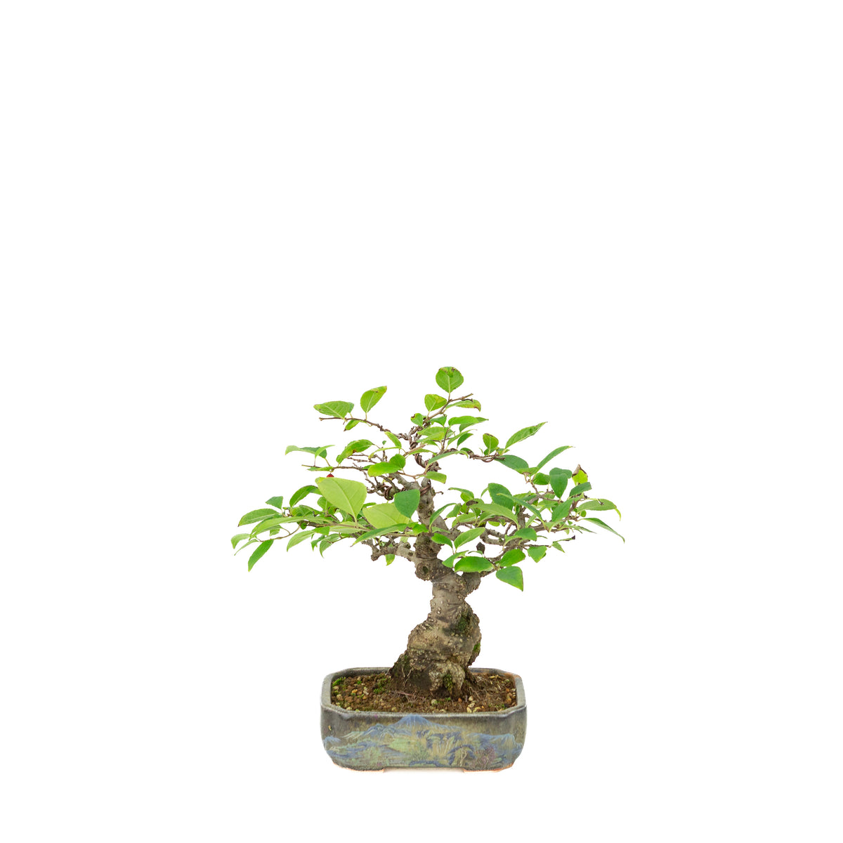Ilex serrata dans un pot peint, hauteur ~25 cm