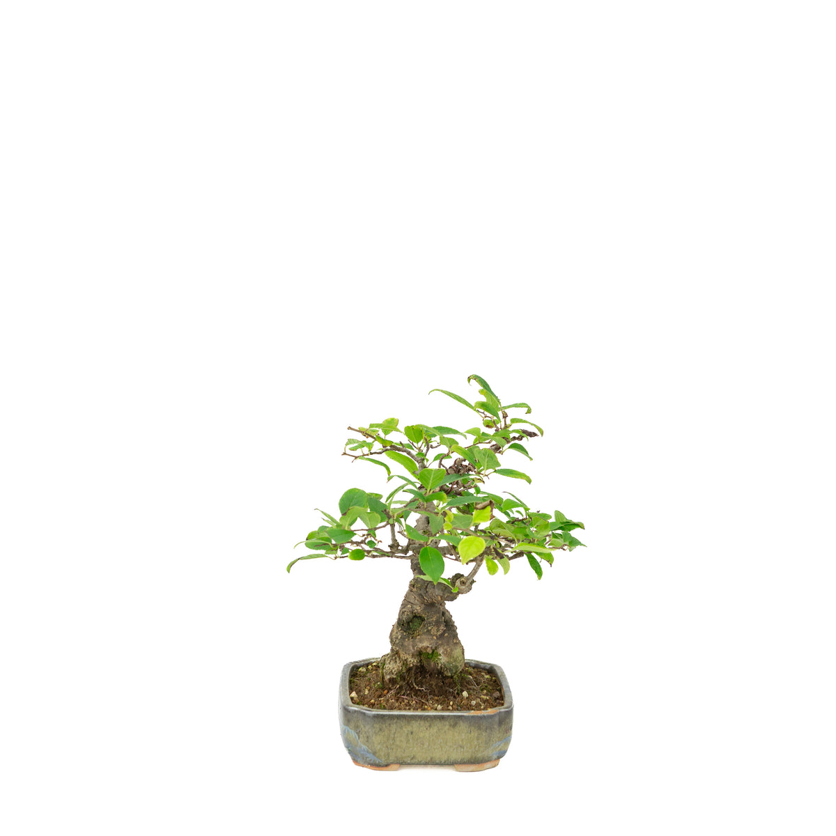 Ilex serrata dans un pot peint, hauteur ~25 cm