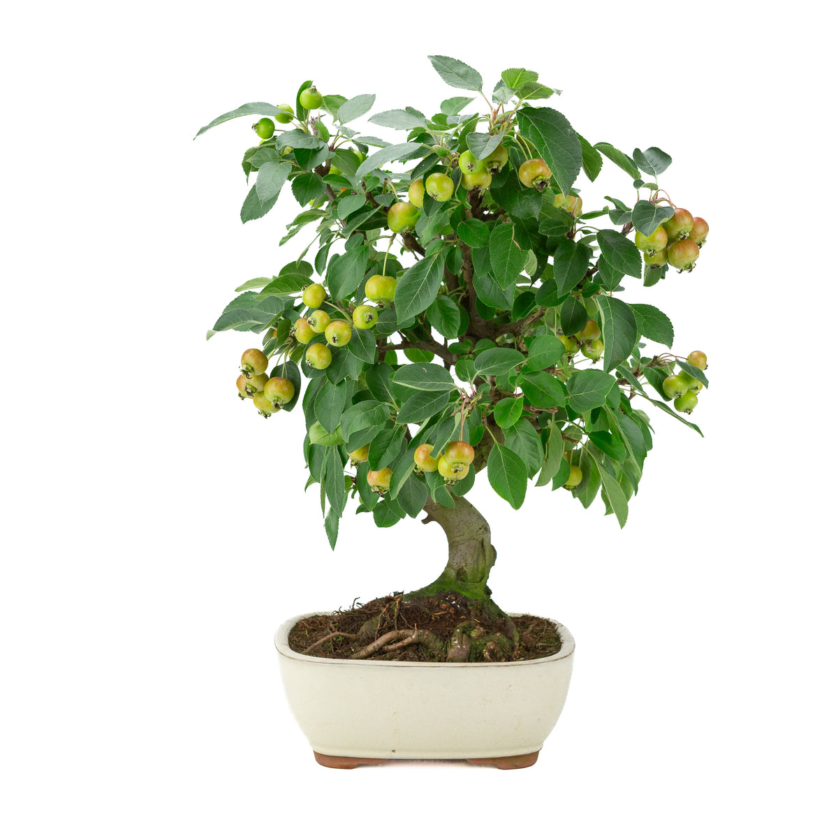 Malus halliana (Pommier) dans un pot rectangulaire crème, hauteur ~46 cm