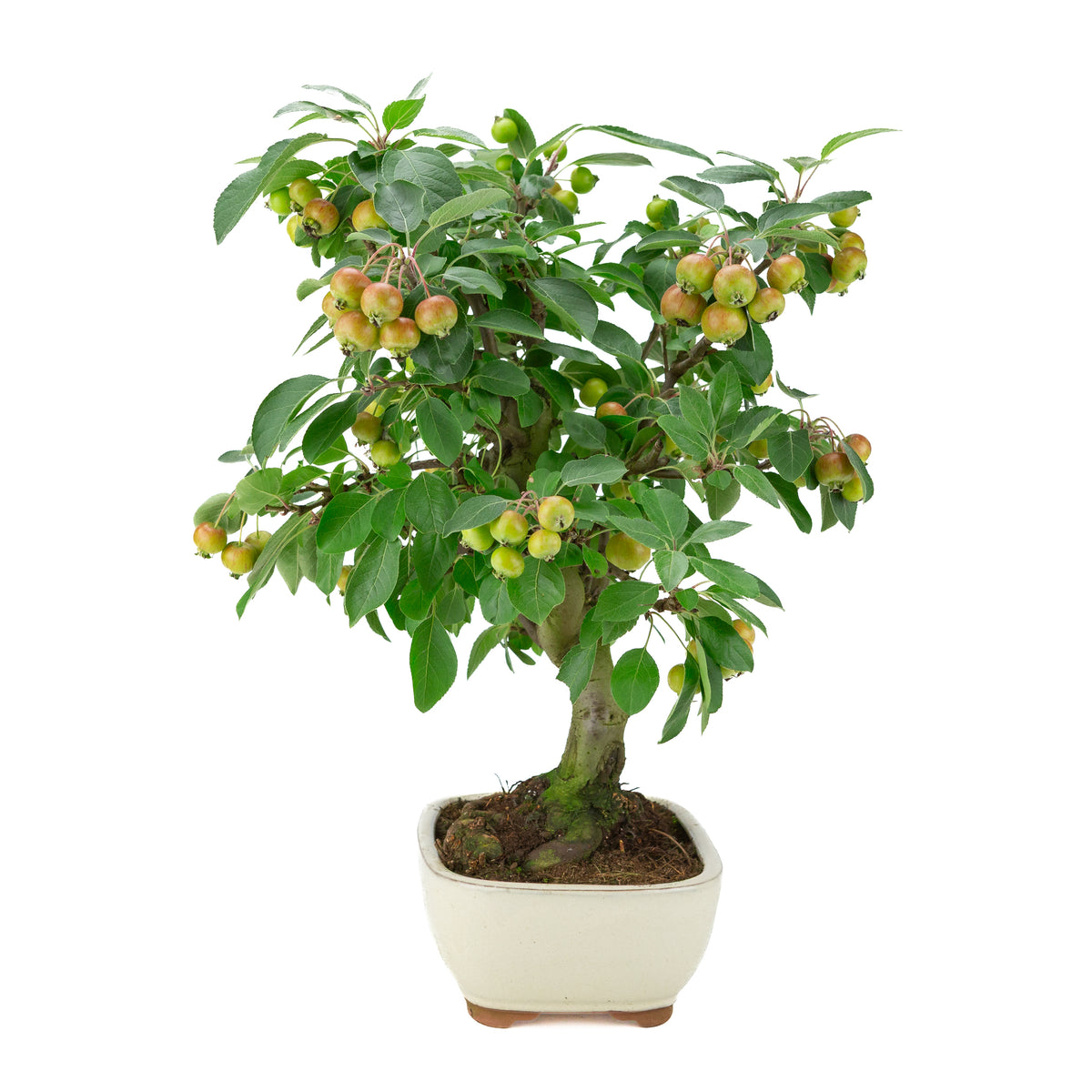 Malus halliana (Pommier) dans un pot rectangulaire crème, hauteur ~46 cm