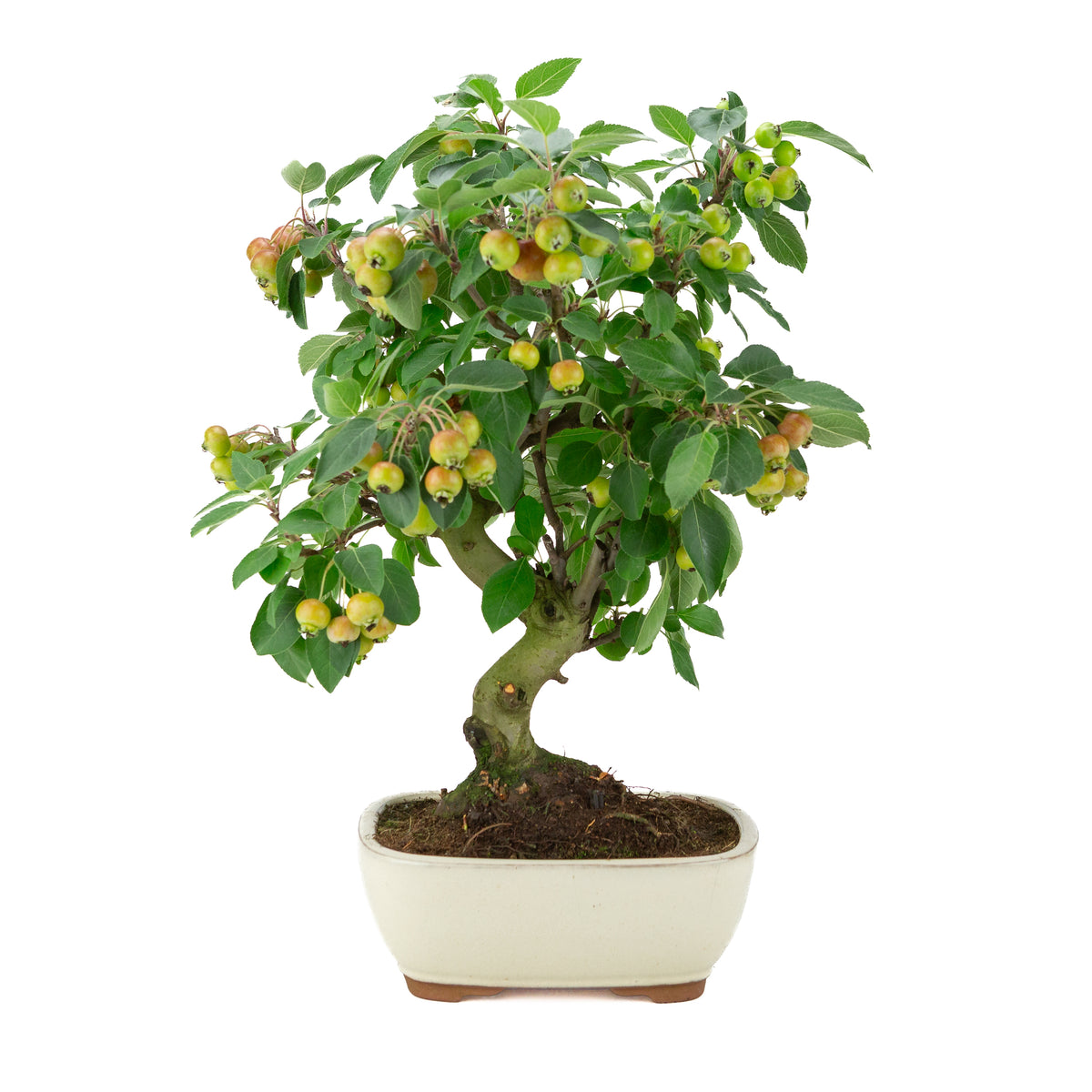 Malus halliana (Pommier) dans un pot rectangulaire crème, hauteur ~46 cm