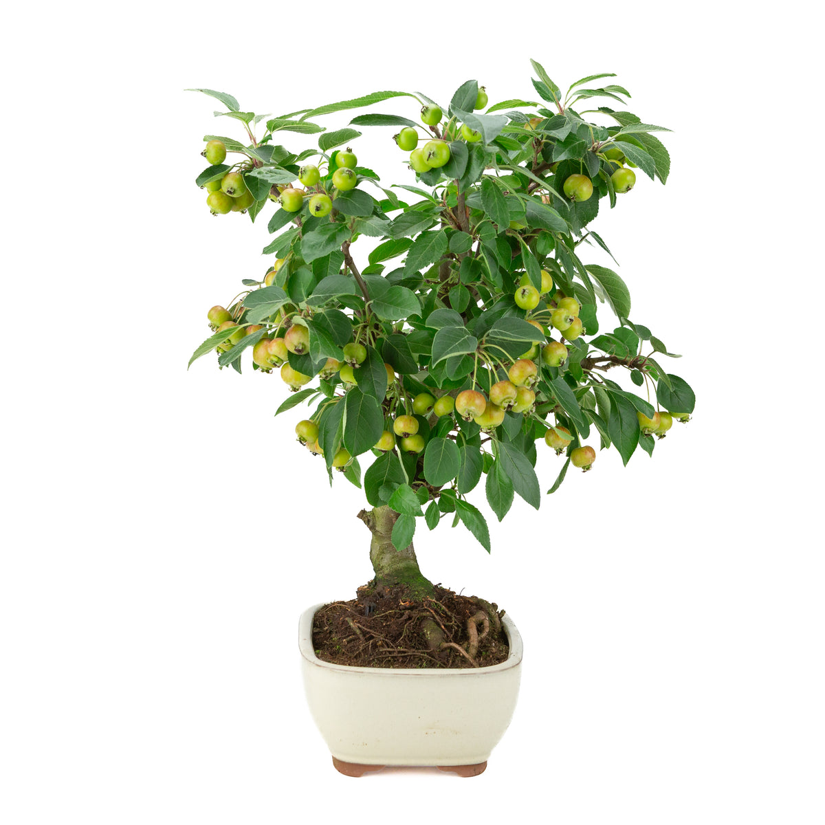 Malus halliana (Pommier) dans un pot rectangulaire crème, hauteur ~46 cm