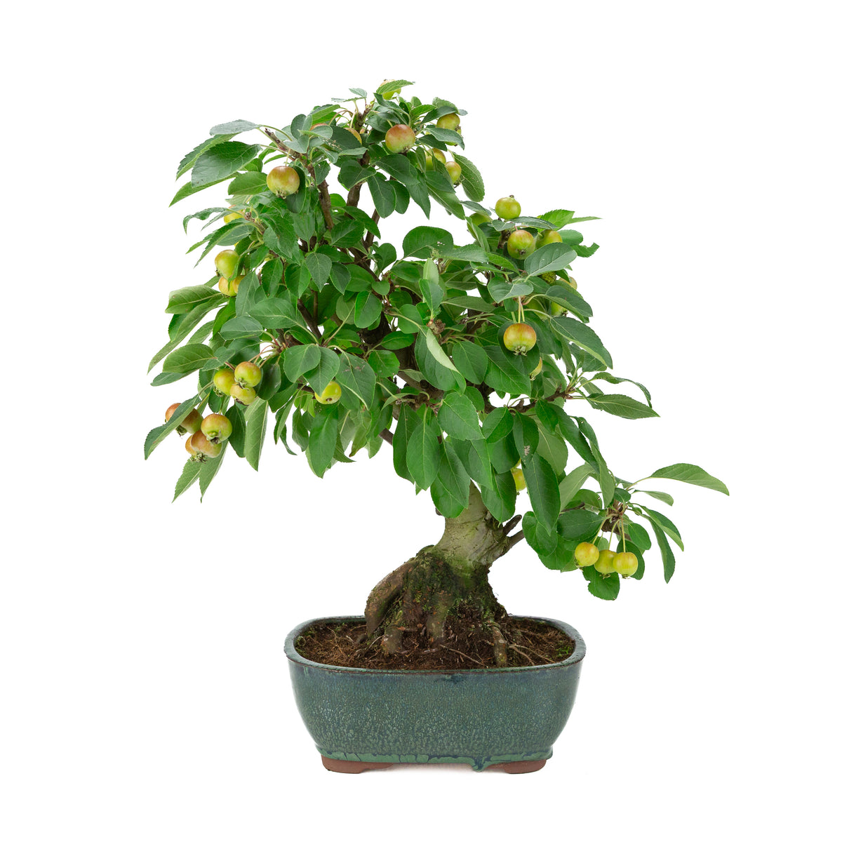 Malus halliana (Pommier) dans pot rectangulaire vert, hauteur ~44 cm