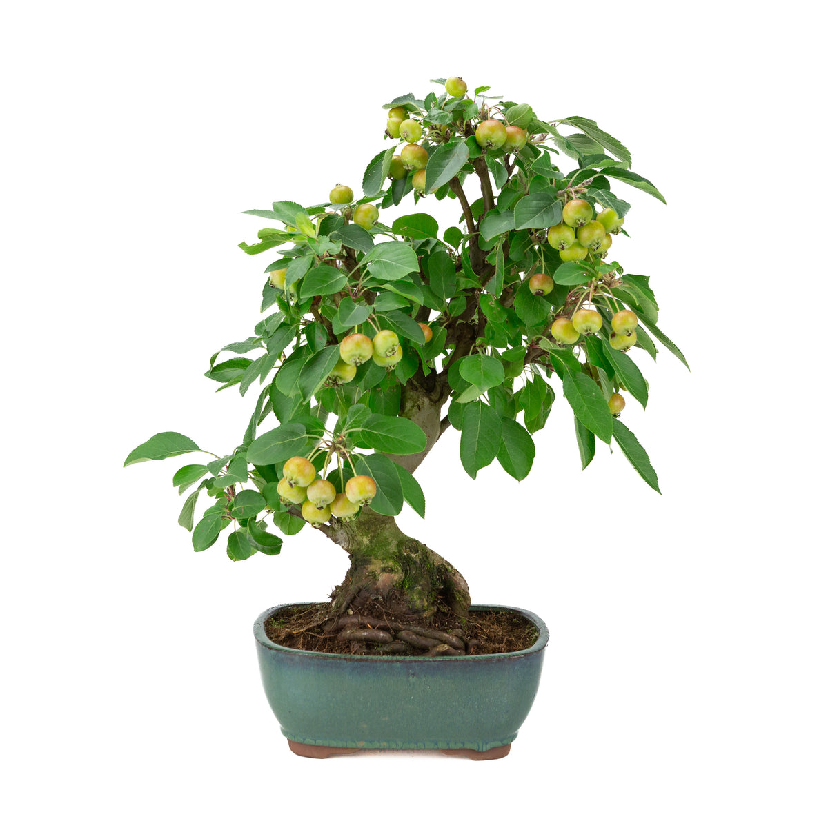 Malus halliana (Pommier) dans pot rectangulaire vert, hauteur ~44 cm