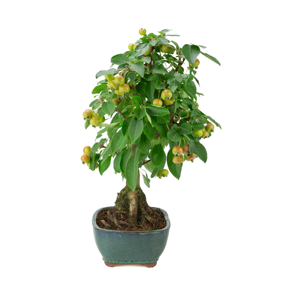 Malus halliana (Pommier) dans pot rectangulaire vert, hauteur ~44 cm