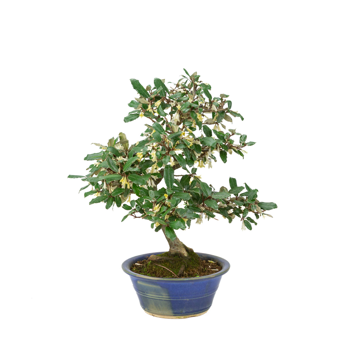 Elaeagnus pungens (Chalef épineux) dans pot rond bleu, hauteur ~38cm