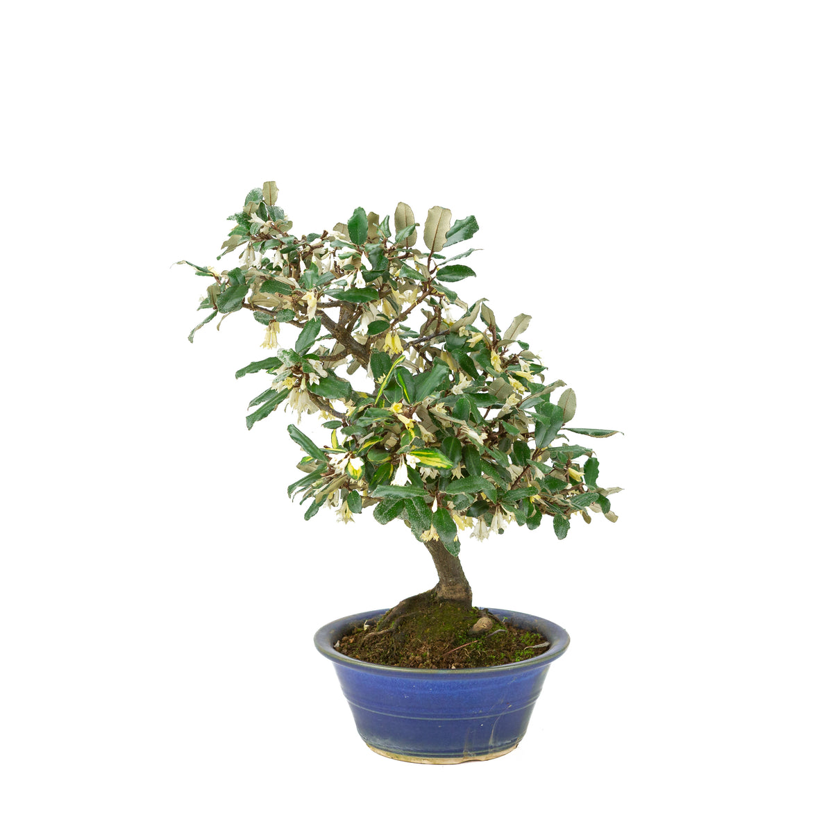Elaeagnus pungens (Chalef épineux) dans pot rond bleu, hauteur ~38cm