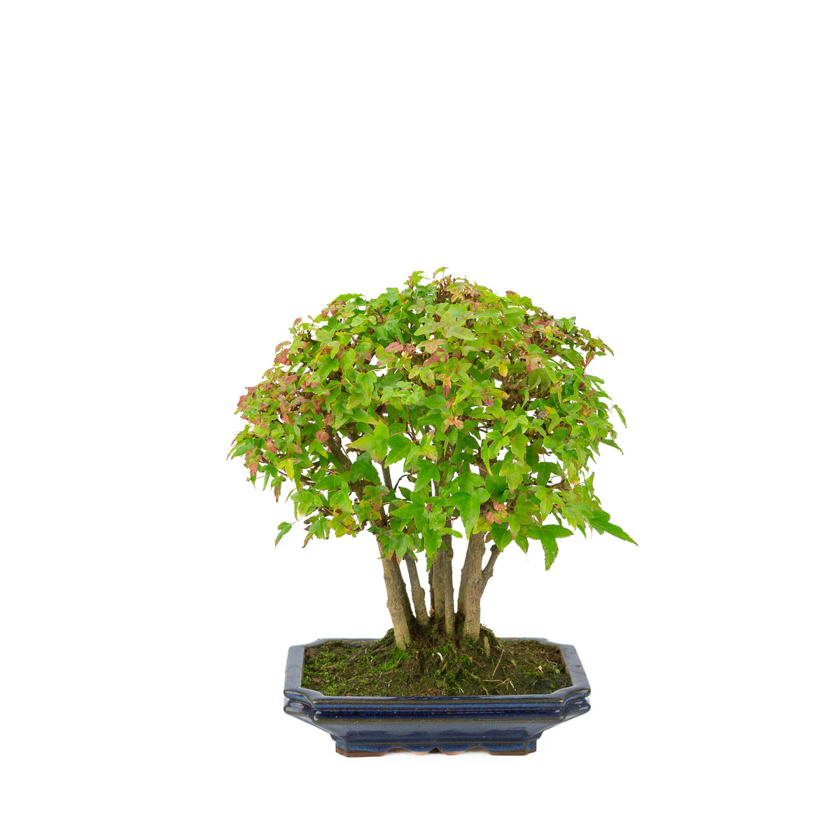 Érable de Burger (Acer buergerianum) pot rectangulaire bleu, hauteur ~32 cm