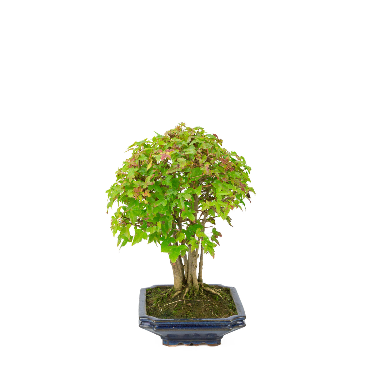 Érable de Burger (Acer buergerianum) pot rectangulaire bleu, hauteur ~32 cm