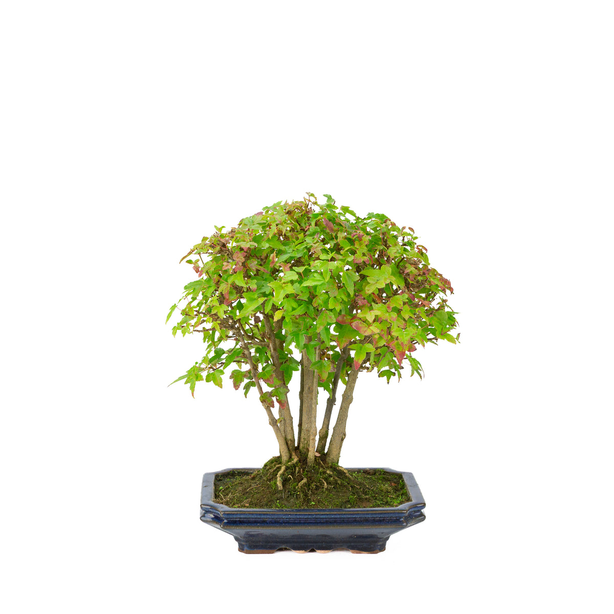 Érable de Burger (Acer buergerianum) pot rectangulaire bleu, hauteur ~32 cm