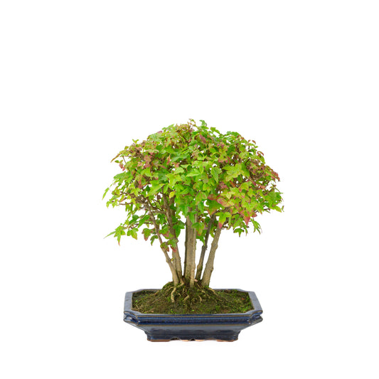 Érable de Burger (Acer buergerianum) pot rectangulaire bleu, hauteur ~32 cm