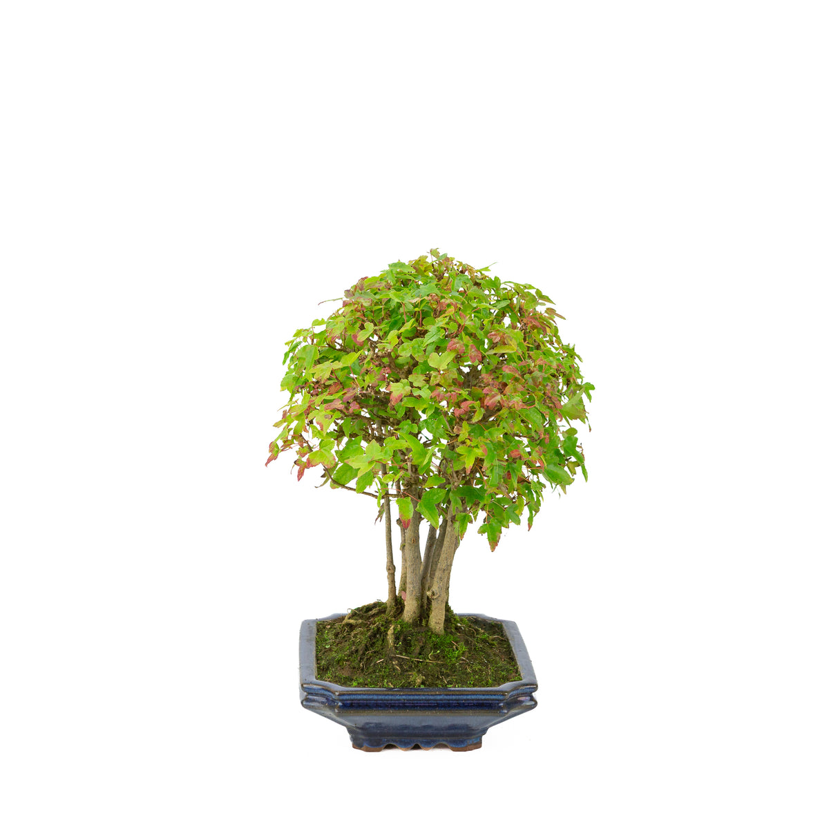 Érable de Burger (Acer buergerianum) pot rectangulaire bleu, hauteur ~32 cm