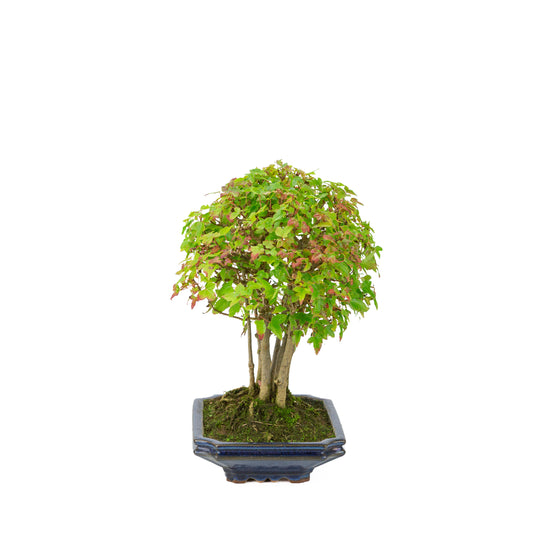 Érable de Burger (Acer buergerianum) pot rectangulaire bleu, hauteur ~32 cm