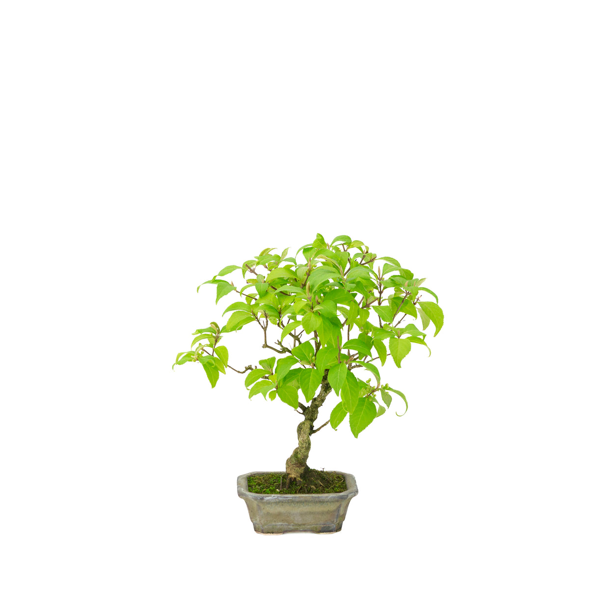 Callicarpa japonica (Callicarpe du Japon) dans un pot rectangulaire beige, hauteur ~28cm