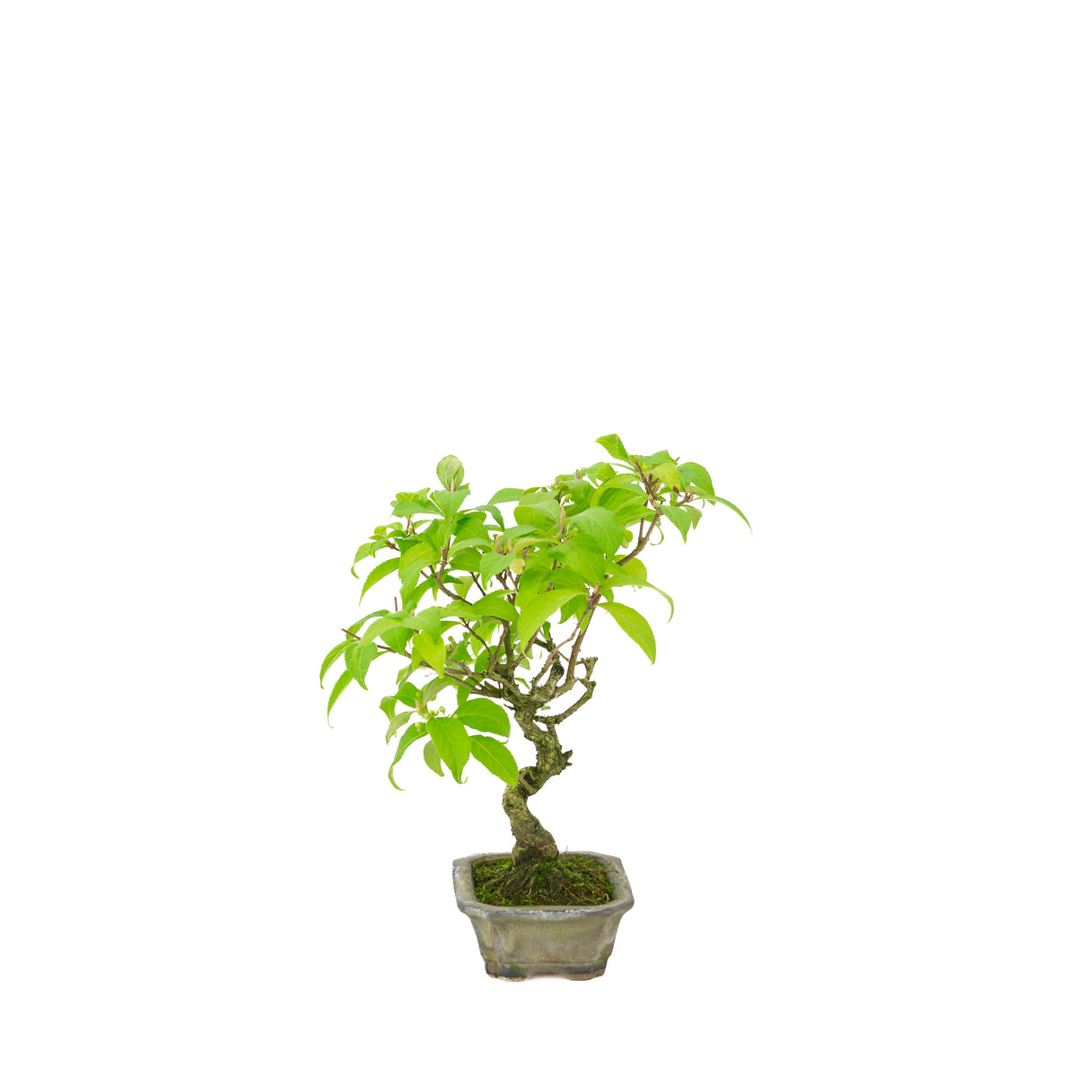Callicarpa japonica (Callicarpe du Japon) dans un pot rectangulaire beige, hauteur ~28cm