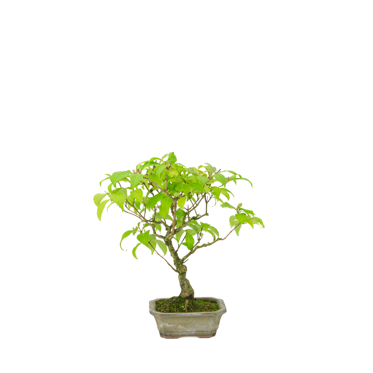 Callicarpa japonica (Callicarpe du Japon) dans un pot rectangulaire beige, hauteur ~28cm