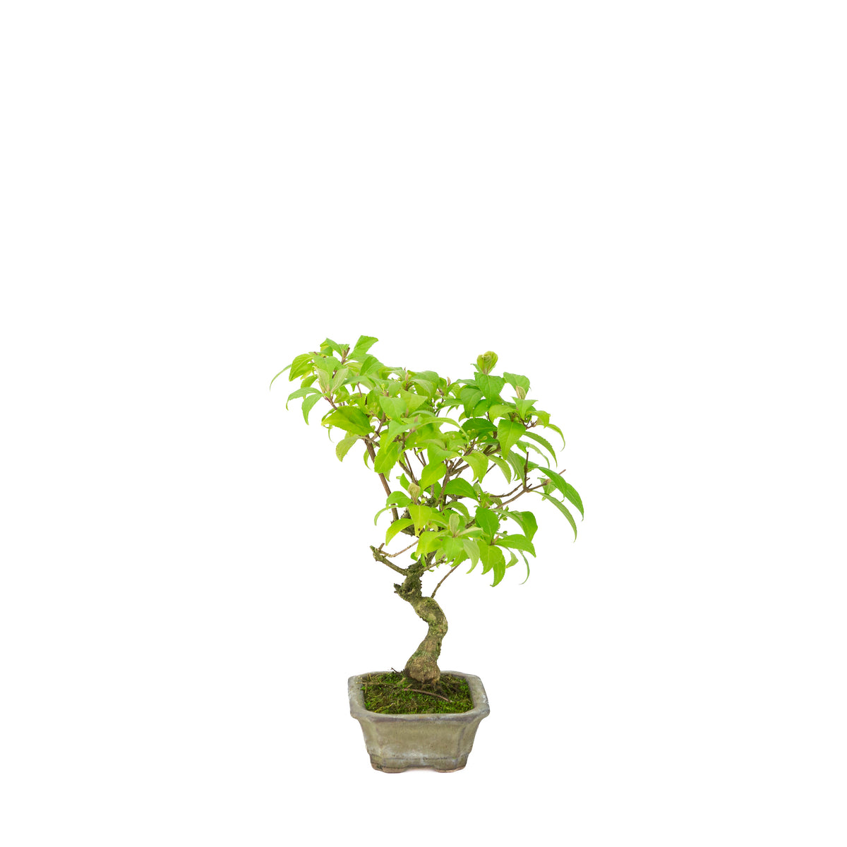 Callicarpa japonica (Callicarpe du Japon) dans un pot rectangulaire beige, hauteur ~28cm
