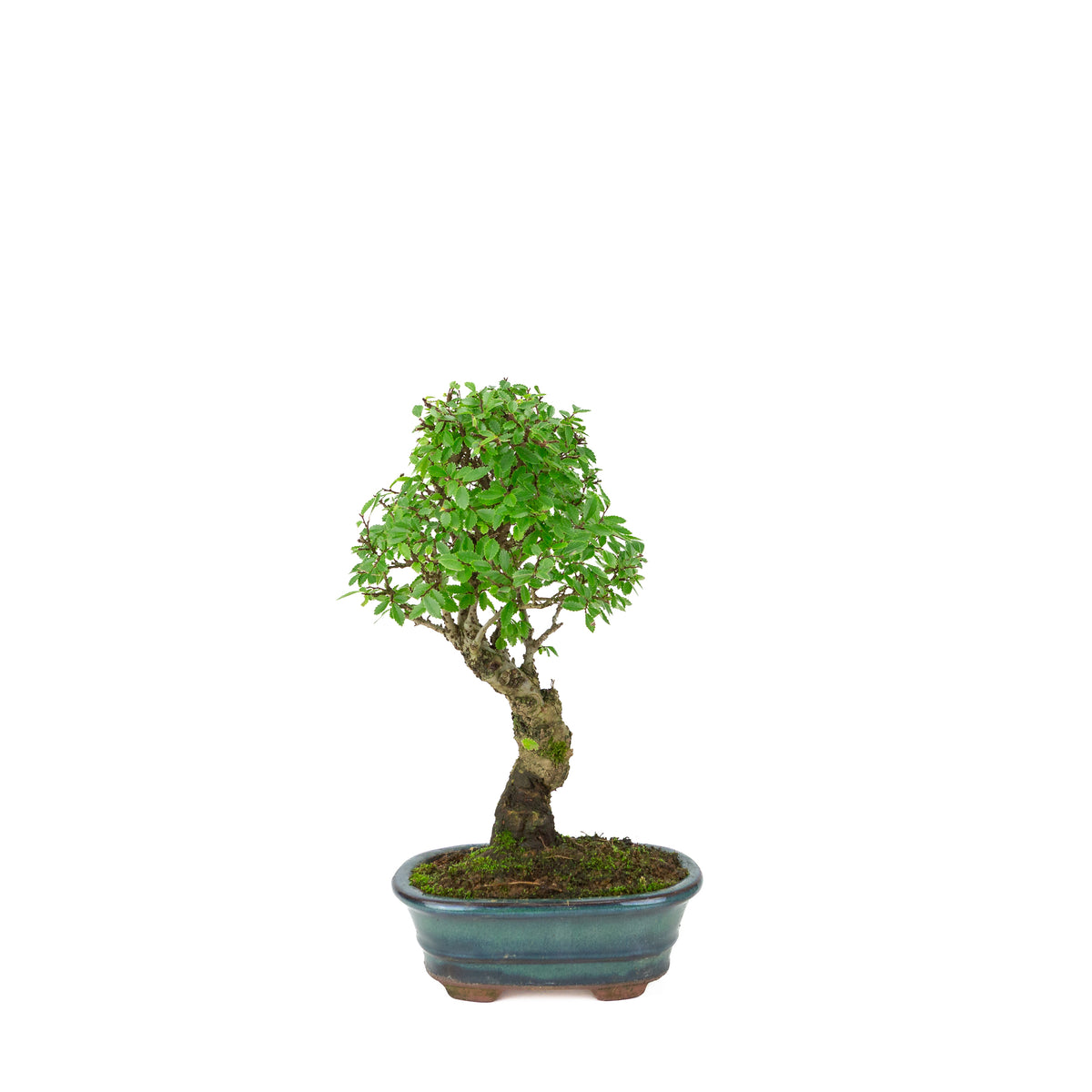 Zelkova nire (Orme du Japon) dans un pot ovale vert, hauteur ~31cm