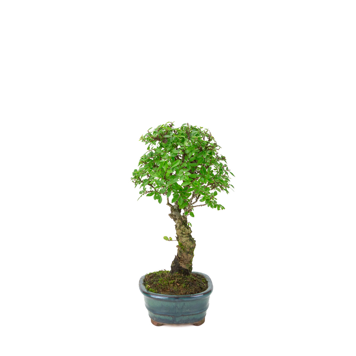 Zelkova nire (Orme du Japon) dans un pot ovale vert, hauteur ~31cm