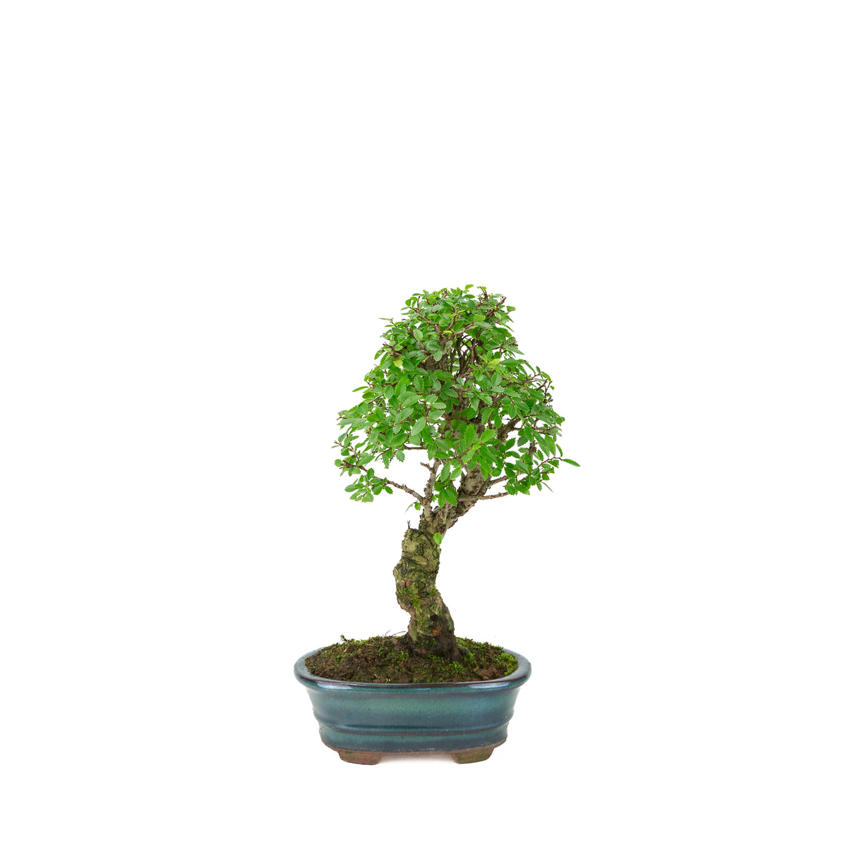 Zelkova nire (Orme du Japon) dans un pot ovale vert, hauteur ~31cm